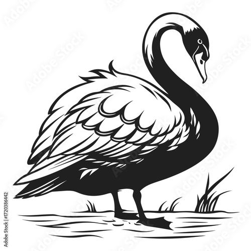 Swan preening feathers silhouette