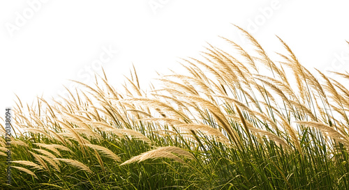 Fototapeta Naklejka Na Ścianę i Meble -  Golden Reed Grass Swaying in the Wind Against Black Background Keywords: reed grass, golden, dry