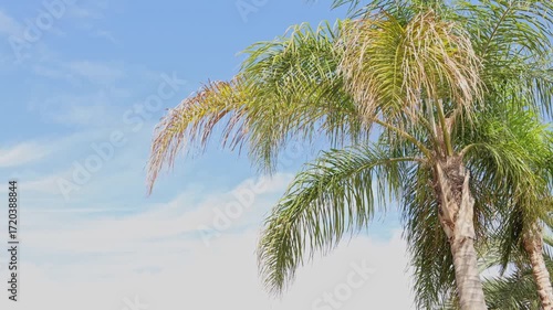 palm trees against blue sky moving in the breeze