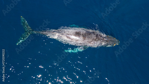 Photos Toma aérea de una ballena gris saliendo a respirar, en Punta Arena, Baja California, México
