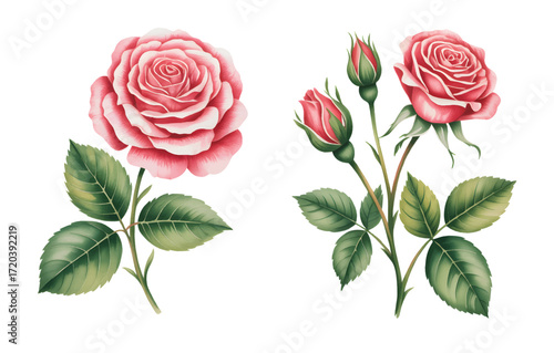 Vector watercolor botanical rose collection on white background. Pink rose watercolor leaves and buds.