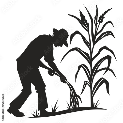 Farmer picking corn silhouette