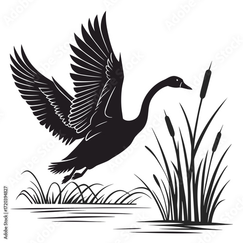 Swan taking flight from lake silhouette