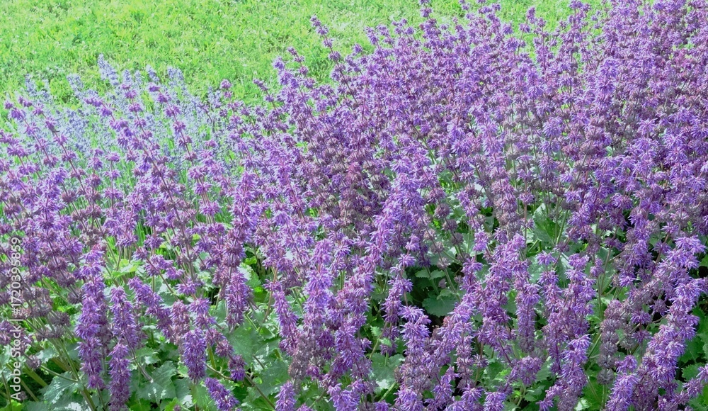 Obraz premium Salvia purple rain small floral flowers plants.