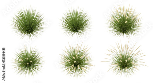 Six Top- Down Views of Ornamental Grasses on Black Background