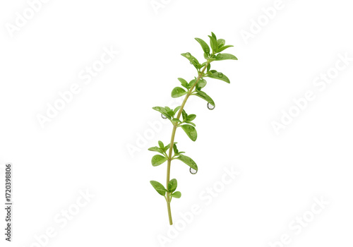 Isolated oregano sprig with water droplets, fresh and aromatic herb for cooking and flavoring