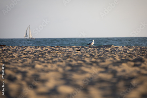 Sailboat and seagull at the beach