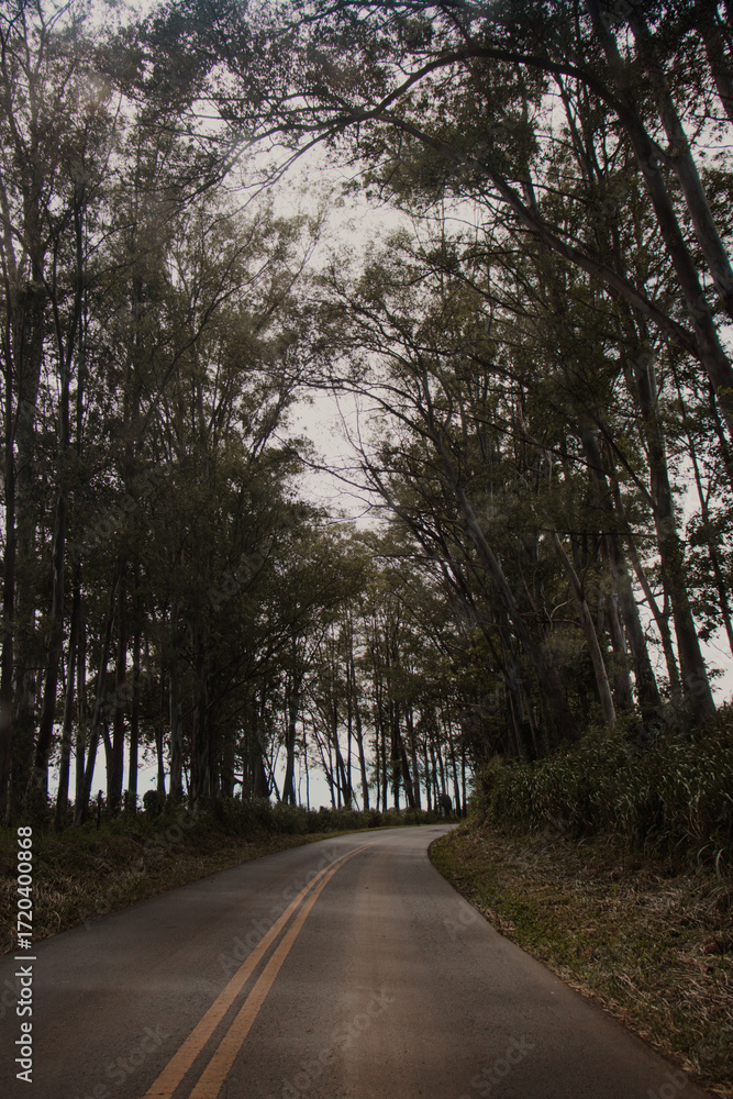 Fototapeta premium Road Through Forest with Overhanging Trees