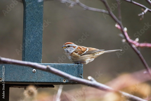 American Tree Sparrow perched on a bird house in Ontario Canada