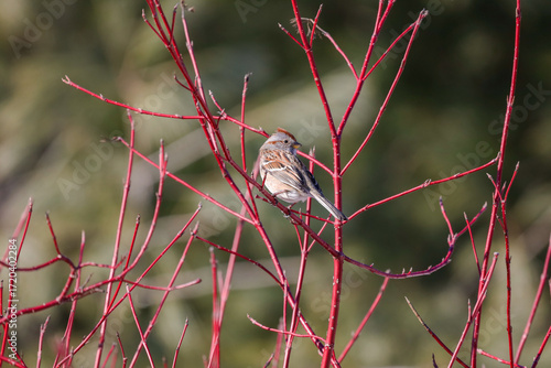American Tree Sparrow perched on a red Dogwood in Ontario Canada