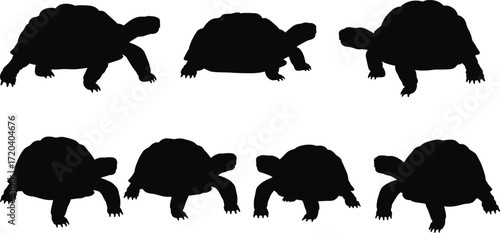 tortoise, animal, silhouette, shell, reptile, crawl, walk, motion, icon, vector, illustration, black, white, nature, desert, anatomy, behavior, wildlife, slow, design