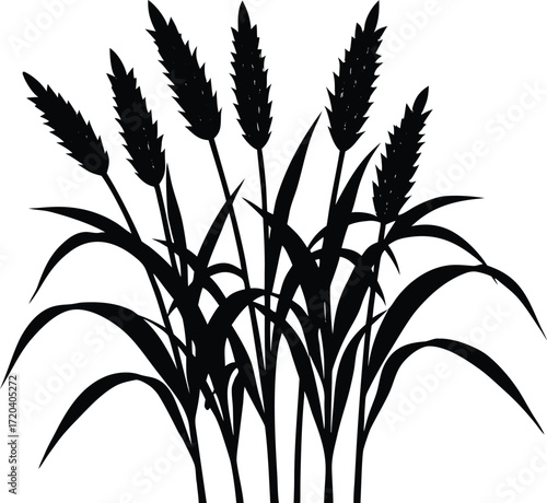 Millet Stalk Silhouette | Farm Crop Botanical Vector