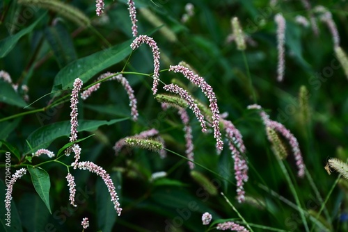 Fotografia Persicaria lapathifolia (Pale smartweed) flowers