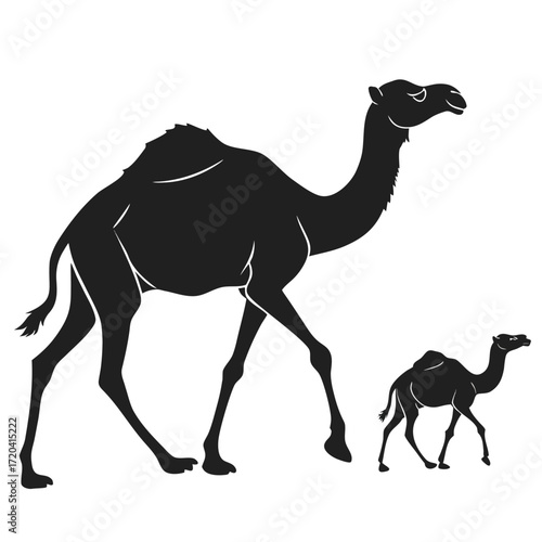 Camel calf following mother silhouette