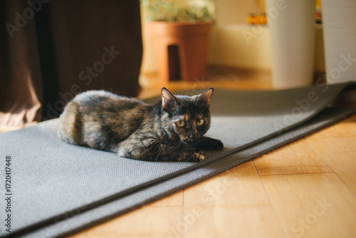 Tortoiseshell Cat Resting on a Gray Mat
