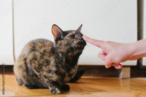 Person Touching Tortoiseshell Cat's Nose, Curious cat booping finger at home — training, socialization, adoption promo
