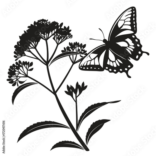 Photos Butterfly on milkweed silhouette