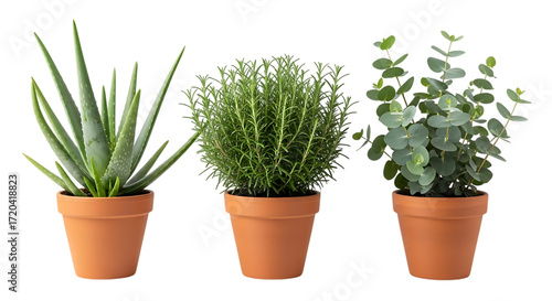 Three Potted Houseplants Aloe Rosemary Eucalyptus potted plants