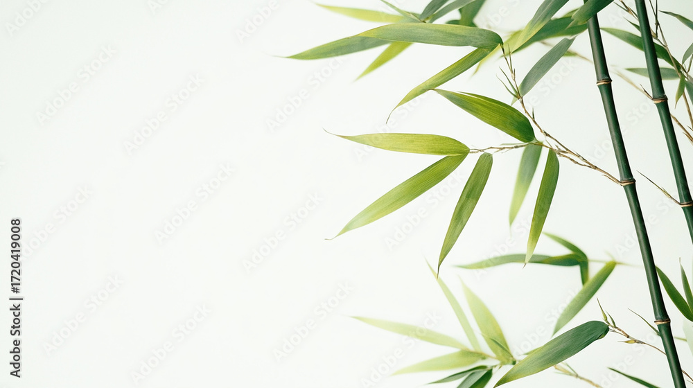 Fototapeta premium 竹の葉が余白に映えるミニマルな背景素材 