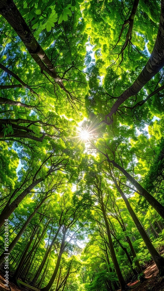 Obraz premium Lush green forest canopy, sunlight filtering through