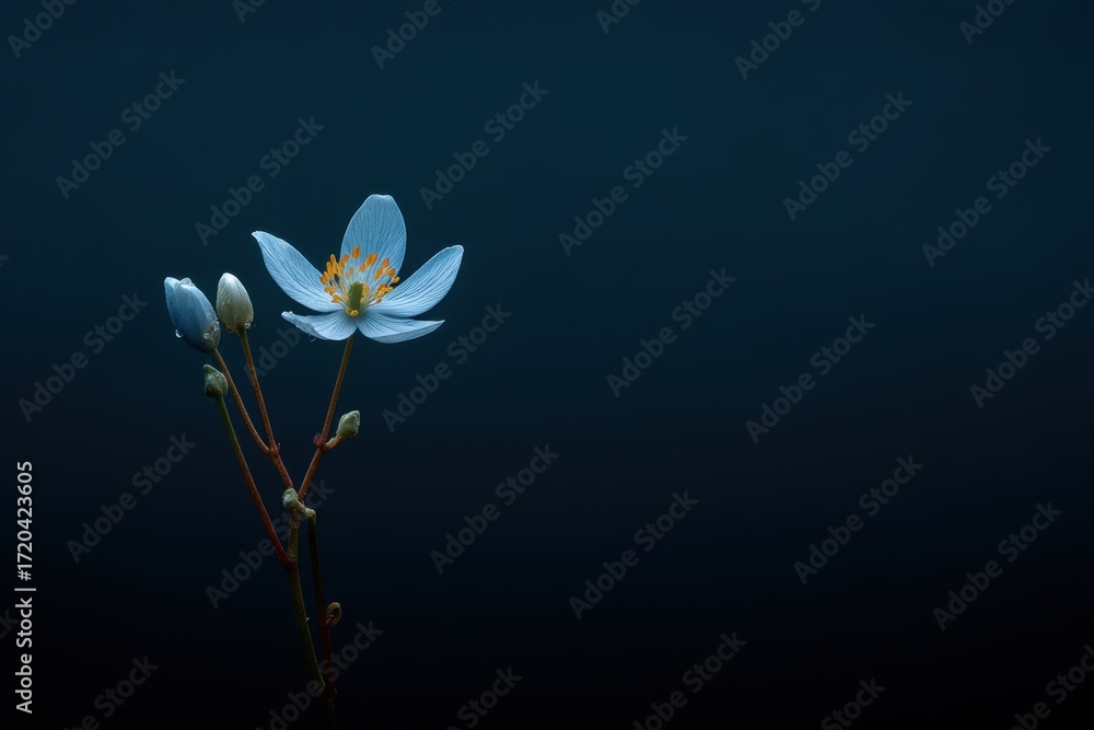 Obraz premium Blue flower with orange center on dark background in a minimal studio style closeup