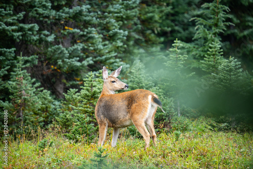 Mount Rainier mule deer taken during the Nisqually Valley Vista Hike in the fall of 2025
