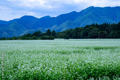 蕎麦