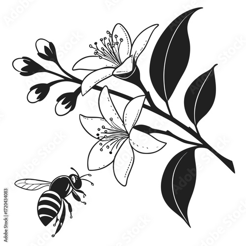 Bee visiting orange blossom silhouette