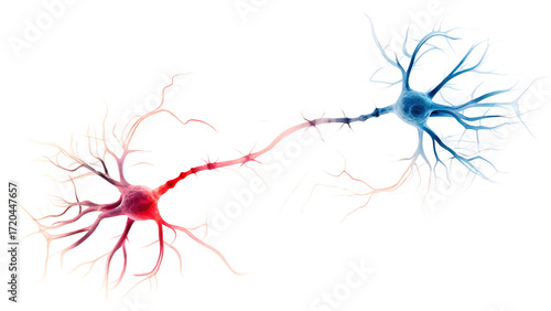 detailed illustration of a glowing red  and blue neuron with isolated on white background, png, ai generated
