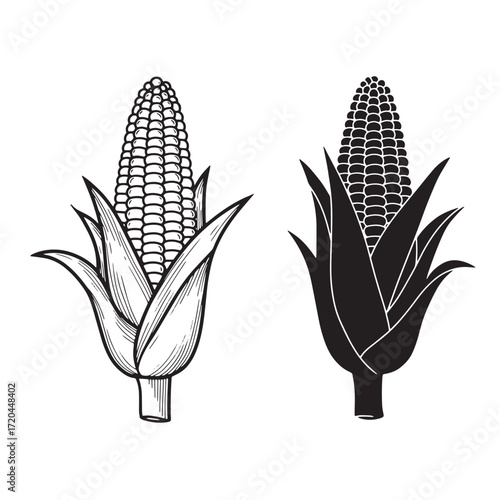 Detailed vintage engraved corn illustrations in black and white depicting fresh produce designs