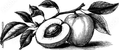 Hand drawn vintage illustration of apricot half with pit and leaves for retro design