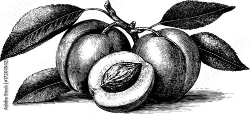 Vintage sketch of apricot fruit with leaves and seed for retro design