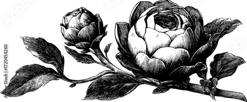 Vintage hand drawn artichoke bud with layered leaves for design and decor