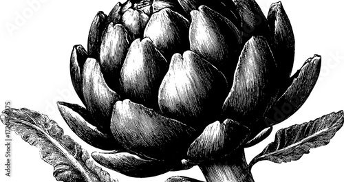Vintage hand-drawn illustration of artichoke bud with layered leaves for retro design