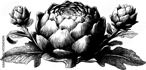 Vintage artichoke illustration with layered leaves for retro design