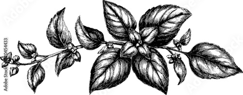 Detailed vintage illustration of basil plant with broad leaves for design use