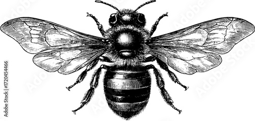 Intricate bee design with detailed wings for nature-inspired art and decor
