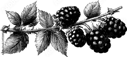 Vintage blackberry branch with leaves engraving for retro design and decor