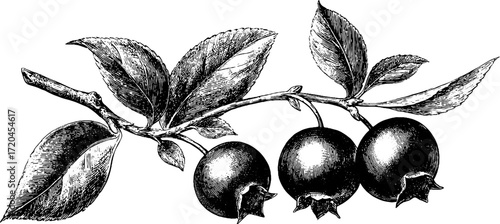 Vintage engraving of bilberry branch with leaves and berries for nature-inspired designs