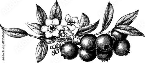 Vintage engraving of blueberry cluster with leaves and flowers for retro design