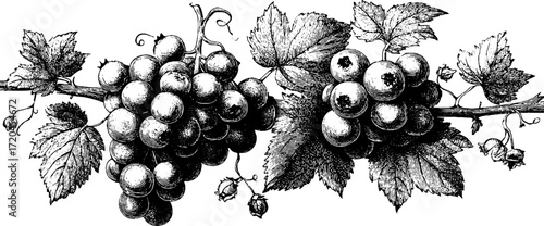 Vintage illustration of blueberry cluster with leaves for design and decor