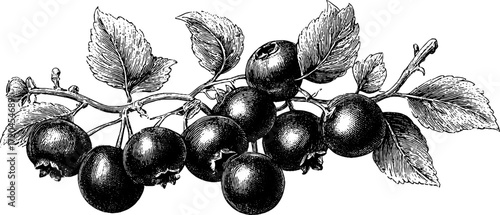 Vintage blueberry cluster illustration - hand drawn engraved botanical art for design