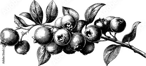 Vintage hand drawn blueberry cluster sketch for design
