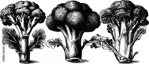 Vintage broccoli illustration with florets in engraving style for retro design