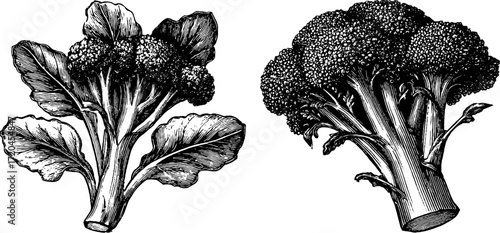 Vintage broccoli illustration with detailed florets for retro design and decor