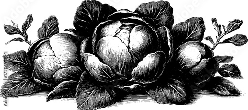 Vintage engraving of brussels sprouts cluster for retro design and decoration