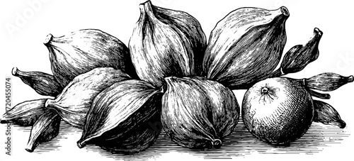 Vintage illustration of cardamom pods with seeds - retro design for labels and packaging