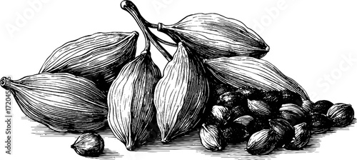 Vintage hand drawn illustration of cardamom pods and seeds for culinary and herbal use