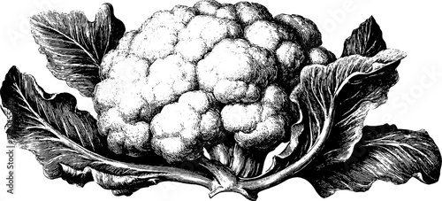 Vintage cauliflower illustration - dense head sketch for retro design
