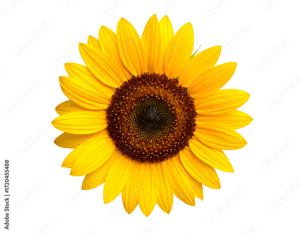 Fototapeta premium A vibrant sunflower with bright yellow petals and a rich brown center, symbolizing warmth and positivity.